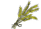 harvest after flood